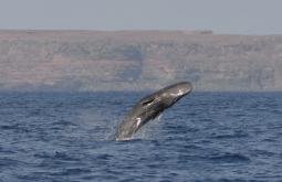 Cachalote (Physeter macrocephalus). Madeira